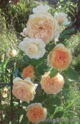 Crown Princess Margareta®