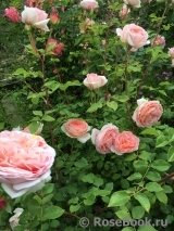 A Shropshire Lad