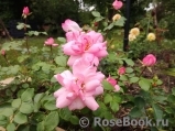 Bordure Rose