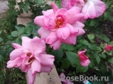 Bordure Rose