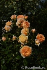 Crown Princess Margareta®