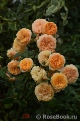 Crown Princess Margareta®