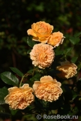 Crown Princess Margareta®