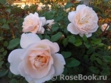 Crocus Rose® 