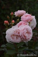 A Shropshire Lad