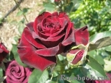 Black Baccara