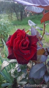 Black Baccara