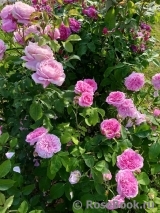 Gertrude Jekyll