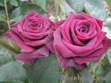 Black Baccara