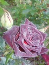 Black Baccara