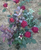 Black Baccara