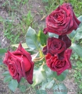 Black Baccara