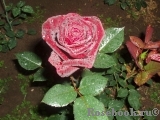 Black Baccara