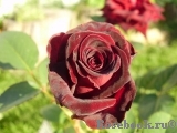 Black Baccara