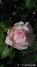 La Rose Optimiste