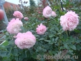 Kordes' Rosenfaszination ®