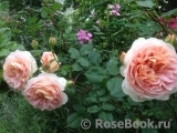 Abraham Darby