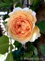 Crown Princess Margareta®