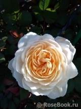 Crocus Rose® 