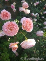 Abraham Darby