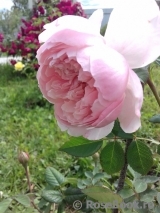 The Alnwick Rose