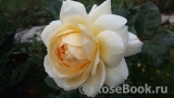 Crocus Rose® 