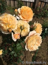 Crown Princess Margareta®