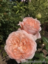 Ambridge Rose 