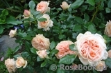 Garden of Roses 