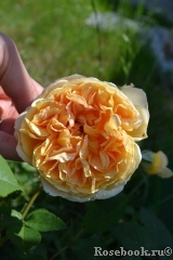 Crown Princess Margareta®