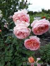 Abraham Darby