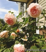 A Shropshire Lad