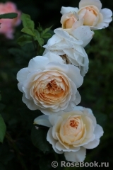 Crocus Rose® 