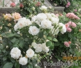 Great North Eastern Rose 