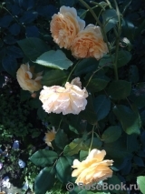 Crown Princess Margareta®