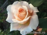 Crocus Rose® 