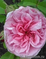 Gertrude Jekyll