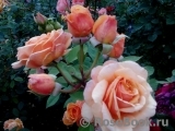 Crown Princess Margareta®