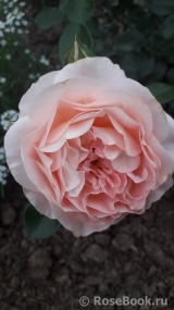 Abraham Darby