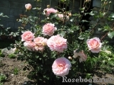 Abraham Darby