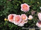 Abraham Darby