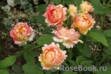 Rose des Cisterciens 