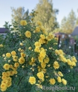 Persian Yellow