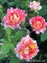 Rose des Cisterciens 