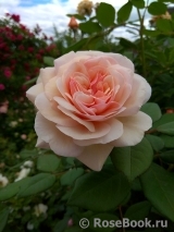 A Shropshire Lad