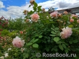 A Shropshire Lad