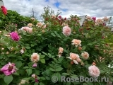 A Shropshire Lad