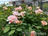 A Shropshire Lad