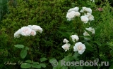 Soham Rose, The