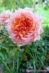 Abraham Darby